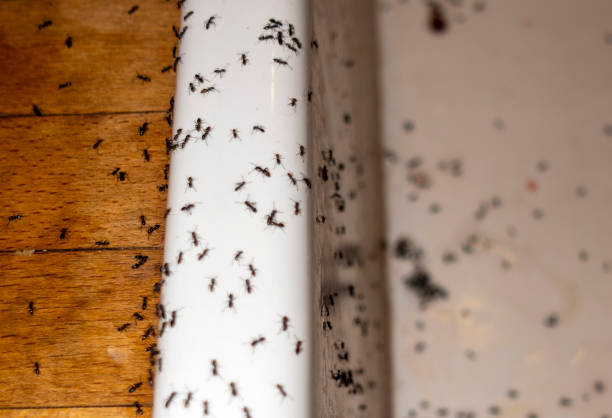 Trusted Murfreesboro, NC Pest Control Experts